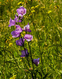 Close-up of purple flowering plant