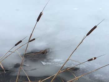 Scenic view of frozen sea against sky