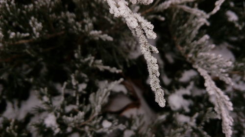 Close-up of frozen plant during winter