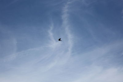 Low angle view of bird flying against sky