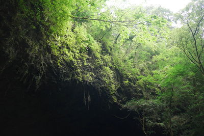 Scenic view of forest