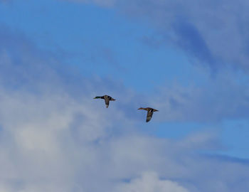 Low angle view of birds flying in sky