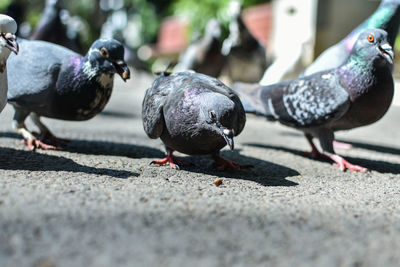 Pigeons perching on a bird