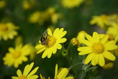 Insect on yellow flower