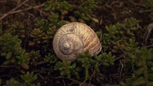 Close-up of snail on plant