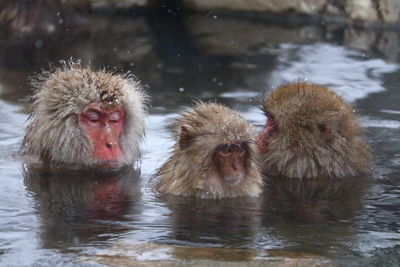 Monkey swimming in lake during winter