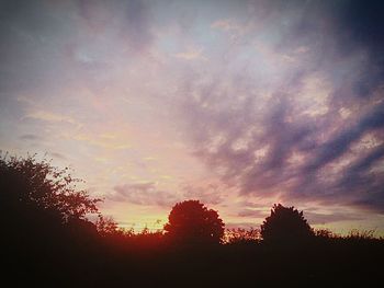 Silhouette of trees at sunset