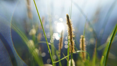 Close-up of grass growing on field