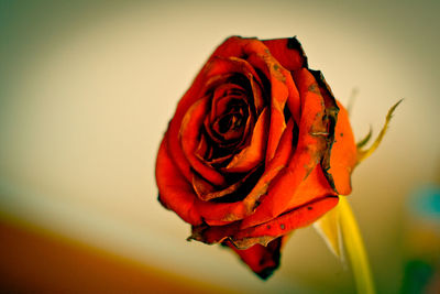 Close-up of red flower