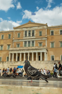 Close-up of pigeon perching on footpath