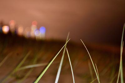 Close-up of grass against sky at night