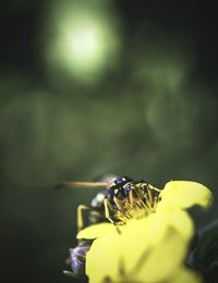 Close-up of insect on flower