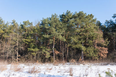 Trees growing in forest against clear sky