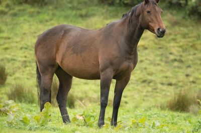 Side view of horse standing on field