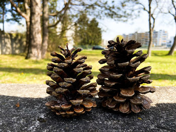 Close-up of pine cone on tree