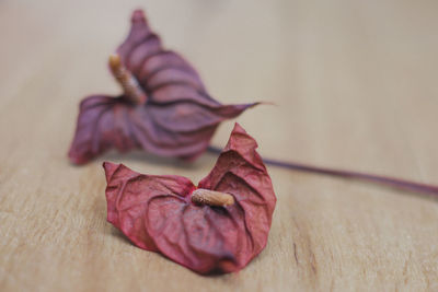 Close-up of wilted flower