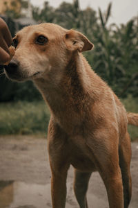 Close-up of dog looking away outdoors