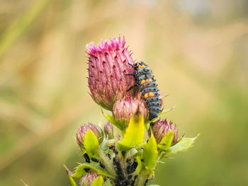 Close-up of butterfly pollinating on pink flower