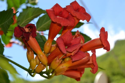 Close-up of day lily blooming in park