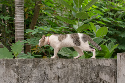 Cat sitting on retaining wall