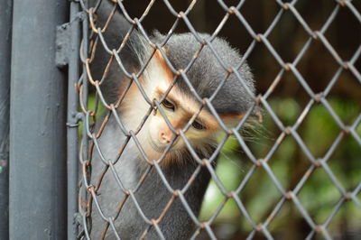 Close-up of chainlink fence in cage at zoo