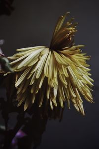 Close-up of wilted flower against black background