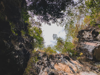 Low angle view of trees in forest against sky