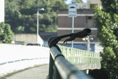 Bird on a tree