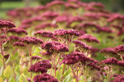 Close-up of flowering plants on field