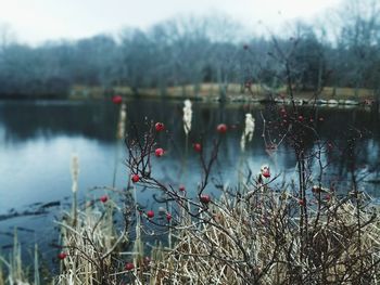 Close-up of plants against lake during winter