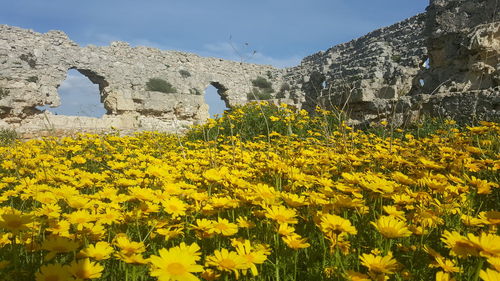 Yellow flowering plants on field against sky