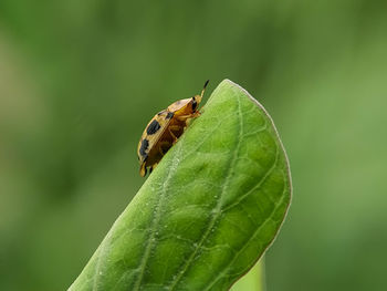 Close-up of butterfly on leaf