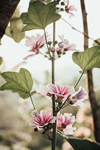 Close-up of pink flowers blooming on tree