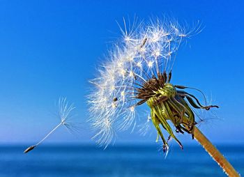 Close-up of flowers against blue sky