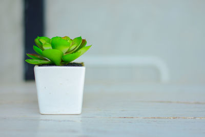 Close-up of plant on table