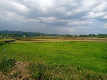 Scenic view of field against sky