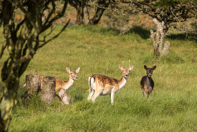 Deer on grass against trees