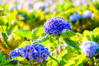 Close-up of purple flowering plant