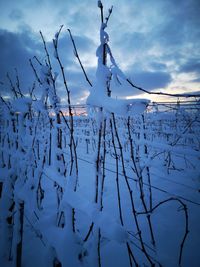 Bare tree against snow covered plants against sky