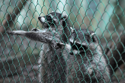 View of monkey on chainlink fence at zoo