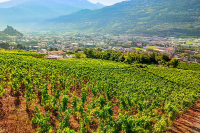 Scenic view of agricultural field by buildings