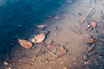 High angle view of snake in puddle