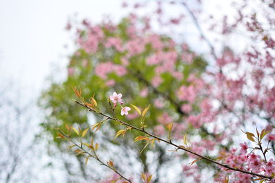 Low angle view of cherry blossoms in spring