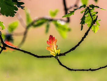 Close-up of red leaves on branch