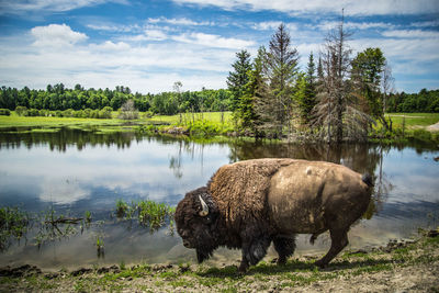 Bison by lake against sky