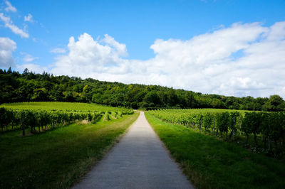 Empty road amidst vineyard against sky