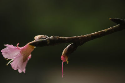 Close-up of pink flower against black background