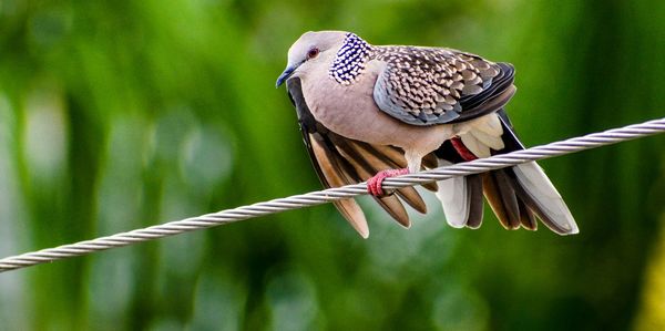 Close-up of a bird perching on metal