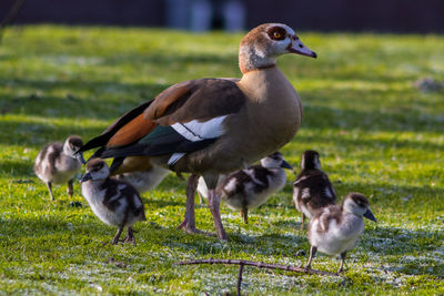 Ducks on a field