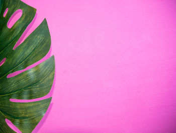 Close-up of green leaves on table